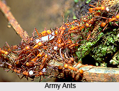 Ants