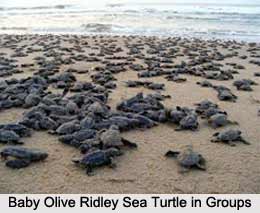 Olive Ridley Sea Turtle, Indian Marine Species