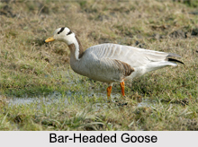 Indian Gooses, Indian Goose