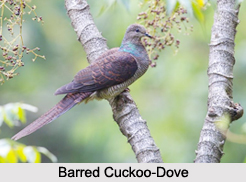 Indian Doves, Indian Birds