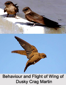 Dusky Crag Martin, Indian Bird