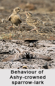 Ashy-Crowned Sparrow-Lark, Indian Bird