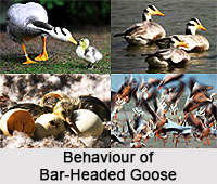 Bar-Headed Goose, Indian Bird