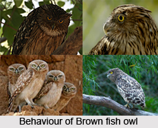 Brown Fish Owl, Indian Bird