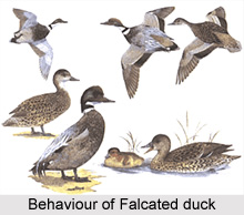Falcated duck, Indian Bird