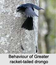 Greater Racket-Tailed Drongo, Indian Bird