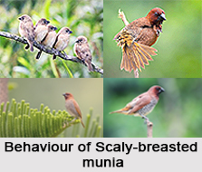 Scaly-Breasted Munia, Indian Bird