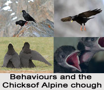 Alpine Chough, Indian Bird