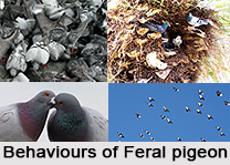 Feral Pigeon, Indian Bird