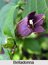 Treatment of Common Fever by Homeopathy