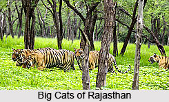 Flora and Fauna of Rajasthan