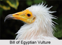 Egyptian Vultures, Indian Bird
