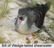 Wedge-Tailed Shearwater, Indian Bird