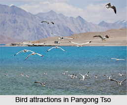 Pangong Tso