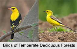 Temperate Deciduous Forests
