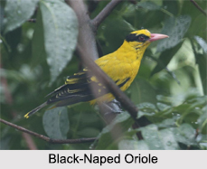 Indian Orioles, Indian Birds