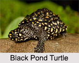Indian Reptiles