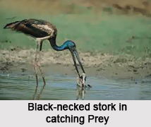 Black-Necked Stork, Indian Bird