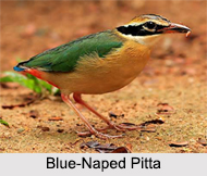 Indian Pittas, Indian Birds