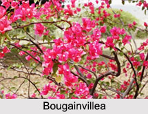 Indian Shrubs