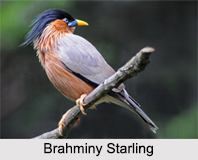 Indian Starlings, Indian Birds