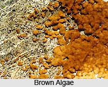 Algae