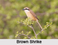 Indian Shrikes, Indian Birds