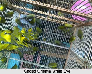 Oriental White-Eye, Indian Bird