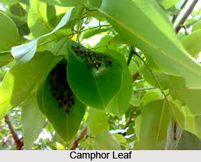 Karpoor