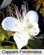 Caper Flowers