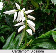 Lesser Cardamom