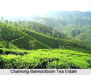 Darjeeling Tea Estates