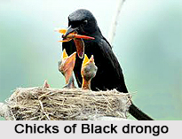 Black Drongo, Indian Bird