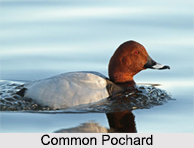 Indian Pochards, Indian Birds