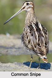 Indian Snipes, Indian Birds