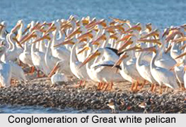 Great White Pelican, Indian Bird