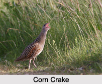 Indian Crakes, Indian Birds