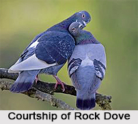 Rock Dove, Indian Bird