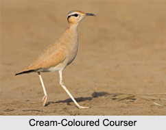 Indian Coursers, Indian Birds