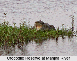 Manjira River, Indian River