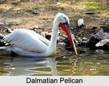 Indian Pelicans, Indian Birds