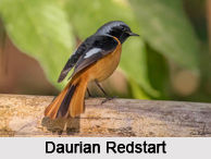Indian Redstarts, Indian Birds