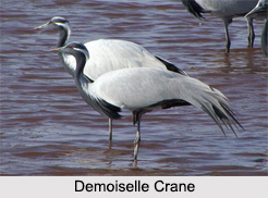 Indian Cranes