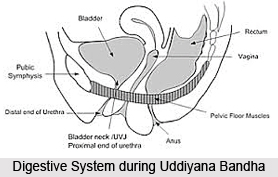 Technique Of Uddiyana Bandha