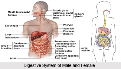Fasting Therapy, Indian Naturopathy