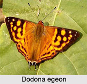 Butterfly, Indian Species