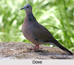 Indian Flora and Fauna of the Northern Zone