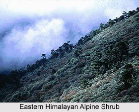 Forests in Northern India