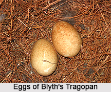 Blyth`s tragopan, Indian Bird