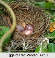 Red-Vented Bulbul, Indian Bird